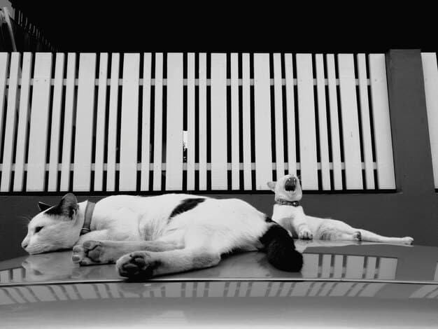 A split image showing a dog crate that is too small (dog is visibly cramped) and a dog crate that is the perfect size (dog can stand, turn, and lie down comfortably).