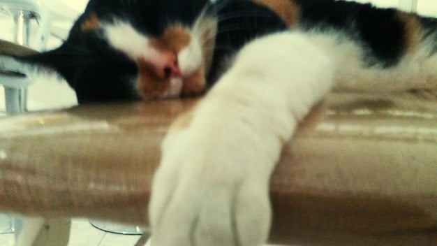 A close-up shot of a cat scratching enthusiastically on a sisal-wrapped post of a cat tree. The cat's claws are extended, and small fibers are visible as they scratch. The background is slightly blurred to focus attention on the scratching action and the texture of the sisal.