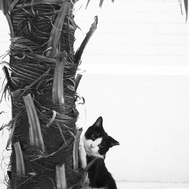 A split-screen image contrasting two cat trees. On the left, a budget-friendly cat tree with basic features, showing some wear and tear. On the right, a premium cat tree with a sleek design, made from high-quality materials and featuring a cat comfortably perched on top.