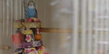 Bird Cage Reviews: Find the Perfect Home for Your Feathered Friend in 2025 - Cover Image