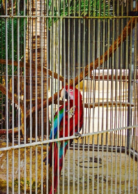 A close-up of different types of bird cage bars, highlighting the ideal spacing for small, medium, and large birds to prevent escapes or injuries.