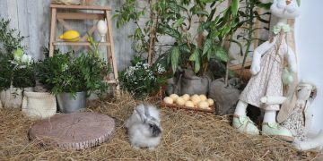 Rabbit Hutch Reviews: Ensuring Bunny Comfort & Safety in 2025 - Cover Image