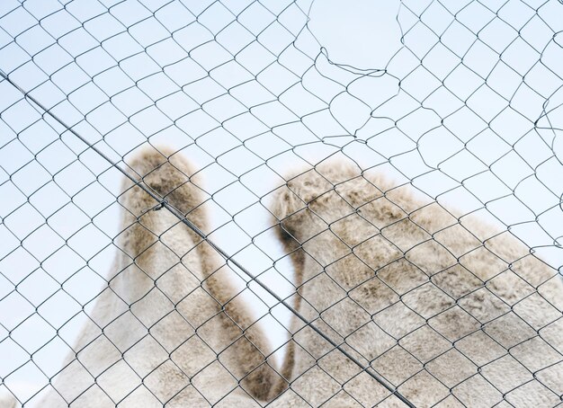A close-up of a rabbit hutch's secure latch and sturdy wire mesh, demonstrating its protection against predators.