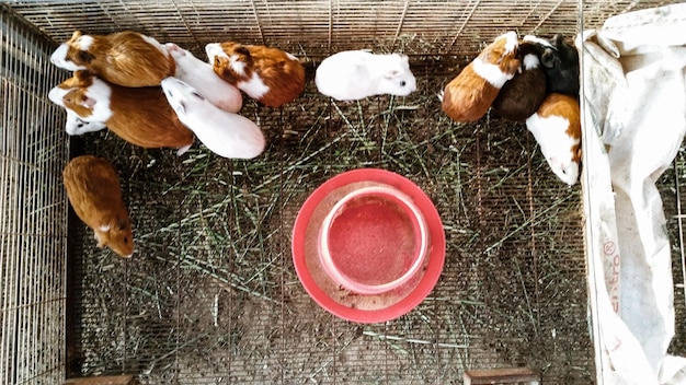 An inside view of a rabbit hutch, showcasing multiple levels connected by ramps, with hay feeders and water bowls neatly arranged.