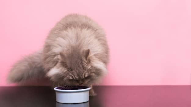 A cat gracefully eating wet food from a can, showcasing a clean, well-lit environment.