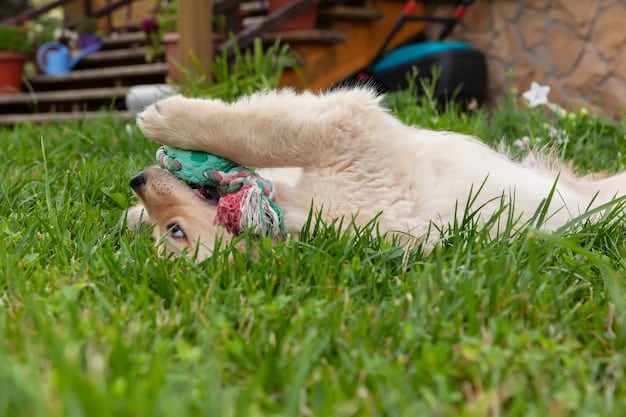 Dog Toy Reviews 2025: Top Durable & Safe Toys for Power Chewers