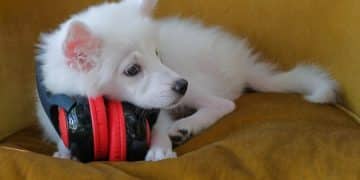 Top 5 Calming Products for Anxious Pets: 2025 Reviews - Cover Image
