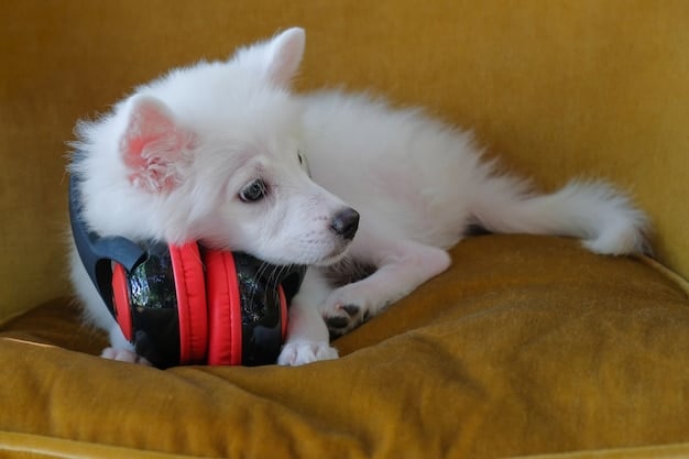 Top 5 Calming Products for Anxious Pets: 2025 Reviews