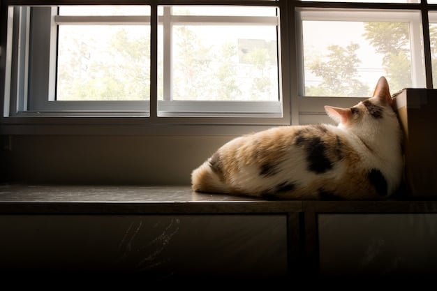 A cat wearing an anxiety vest lies calmly on a window perch, looking out at the scenery. The cat appears relaxed and content, with soft sunlight filtering through the window.