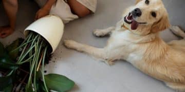 Dental Chews for Dogs: Vet Reviews & Recommendations in 2025 - Cover Image