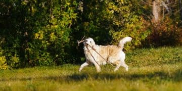 American Kennel Club Breed Updates: What's New in 2025? - Cover Image