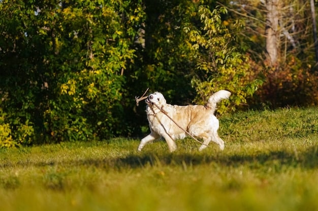 American Kennel Club Breed Updates: What’s New in 2025?