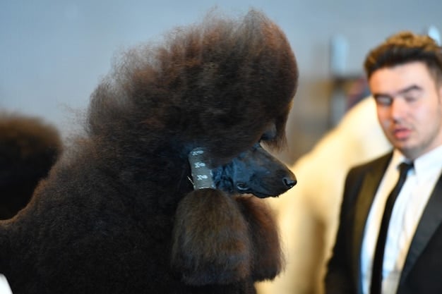 A judge carefully examining a dog at a dog show, highlighting the importance of breed standards in evaluating dogs. Focus on the judge and the dog's posture.