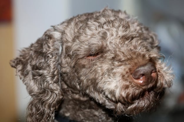 A close-up shot of a Lagotto Romagnolo dog's face. The dog has a thick, curly coat of brown fur, and its dark eyes are looking directly at the camera. The background is blurred, but appears to be a sunny outdoor setting.