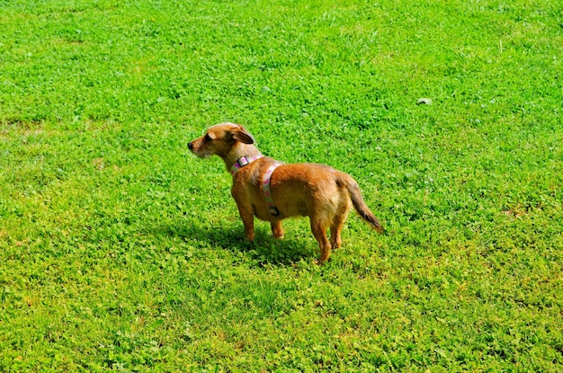 A full-body shot of a Basset Fauve de Bretagne dog standing in a grassy field. The dog has a short, fawn-colored coat, short legs, and long, floppy ears. It is looking off to the side with a curious expression. The background is a green field with trees in the distance.