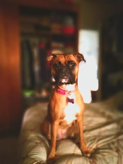 Decoding DNA Breed Tests: Accuracy & Insights for US Dog Owners in 2025
