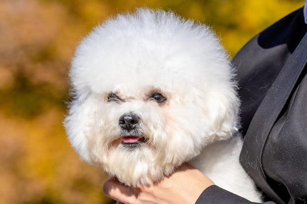 A close-up shot of a Bichon Frise's face. The dog has a fluffy white coat and dark, expressive eyes. The background is blurred, highlighting the dog's features. It's clear the dog has recently been groomed.