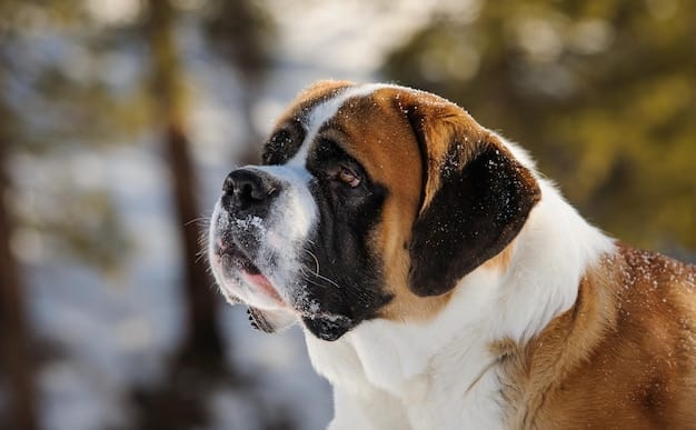 A close-up shot of a Saint Bernard's face. The dog has a kind and gentle expression, with its characteristic droopy eyes and wet nose. The background is a snowy mountain landscape.