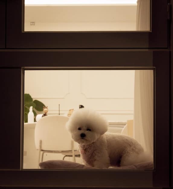 A Bichon Frise sitting calmly in a dog bed next to a window in an apartment. Sunlight is streaming in, and the dog looks well-groomed and happy.