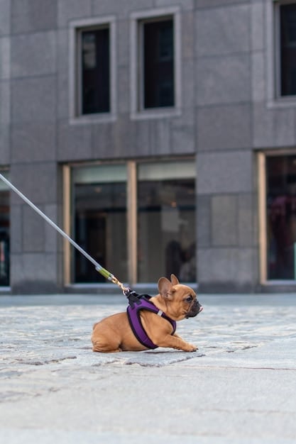 A French Bulldog puppy wearing a harness and leash, being walked down a city sidewalk near apartment buildings. The puppy is looking up at the owner.