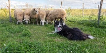Working Dog Breeds: Profiles & Training for US Owners in 2025 - Cover Image