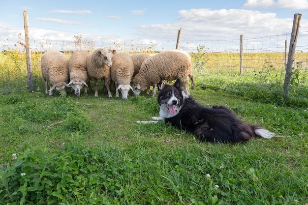Working Dog Breeds: Profiles & Training for US Owners in 2025