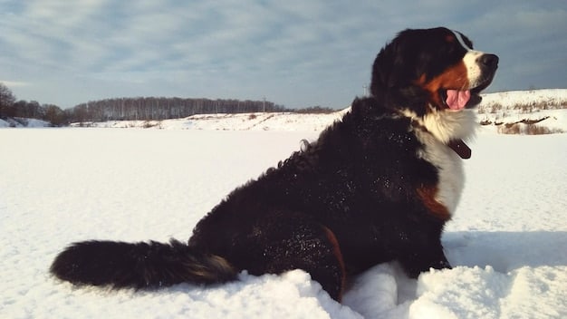 A fully-grown Bernese Mountain Dog running happily through a snowy field, with its tongue lolling out, illustrating their need for regular exercise and outdoor activities.