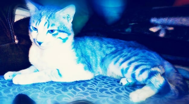Rare Cat Breeds: Exploring Availability in the US Market in 2025
