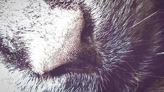 A close-up portrait of a LaPerm cat, with emphasis on the curly texture of its coat. The lighting is soft and diffused, highlighting the natural beauty of the breed and its unique fur pattern.