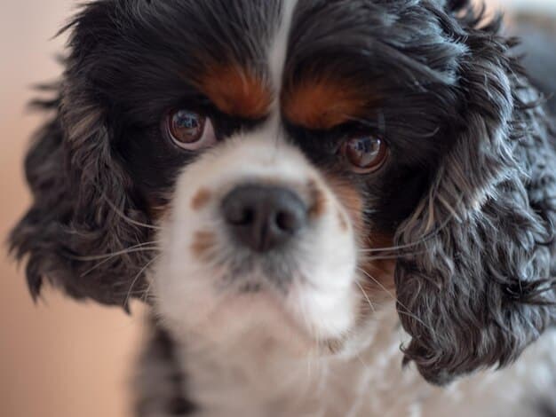 A close-up shot of a Cavapoo puppy (Cavalier King Charles Spaniel and Poodle mix) looking directly at the camera with a soft, blurred background.