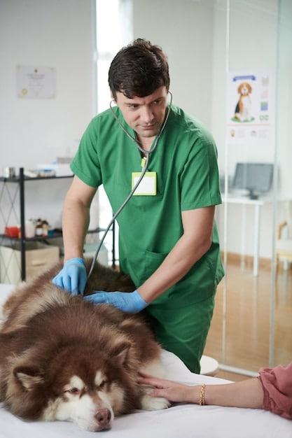 A veterinarian examining a dog, with a focus on the vet's hands gently palpating the dog's abdomen. The setting is a well-lit veterinary clinic.