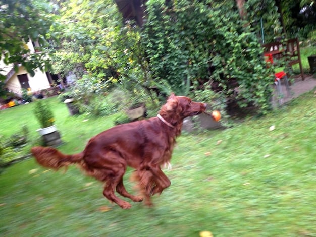 A Brittany Spaniel in mid-air, demonstrating agility and focus during a training session on a grassy field.