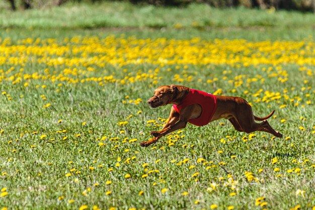 A Vizsla puppy playfully bounding through tall grass in a field. The image captures its youthful energy and exuberance.