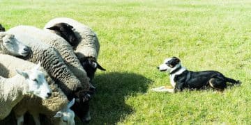 Herding Dog Breeds in 2025: Profiles & Mental Stimulation Tips for US Owners - Cover Image