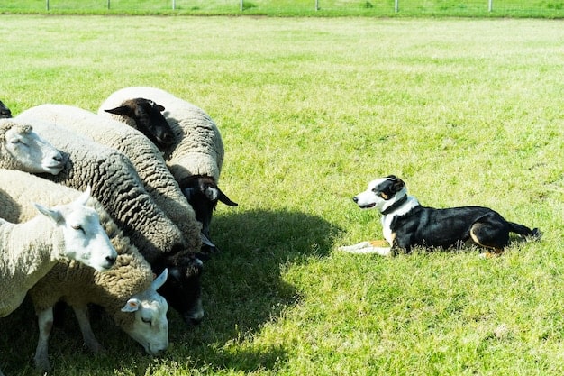Herding Dog Breeds in 2025: Profiles & Mental Stimulation Tips for US Owners