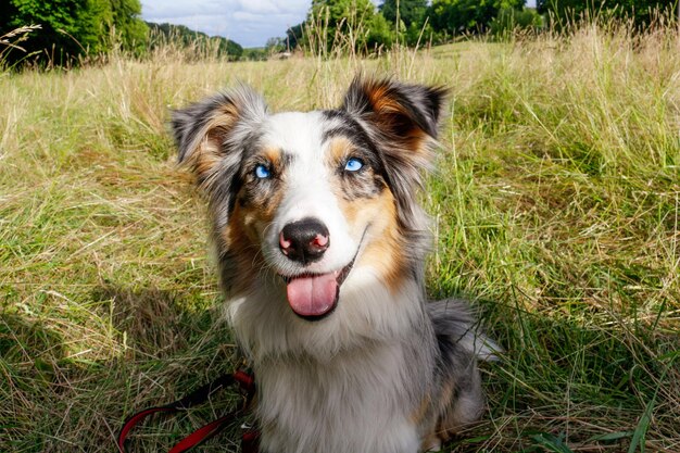 A close-up portrait of an Australian Shepherd with heterochromia (different colored eyes), green grass background, showing its friendly and intelligent expression with a slight tilt of the head.