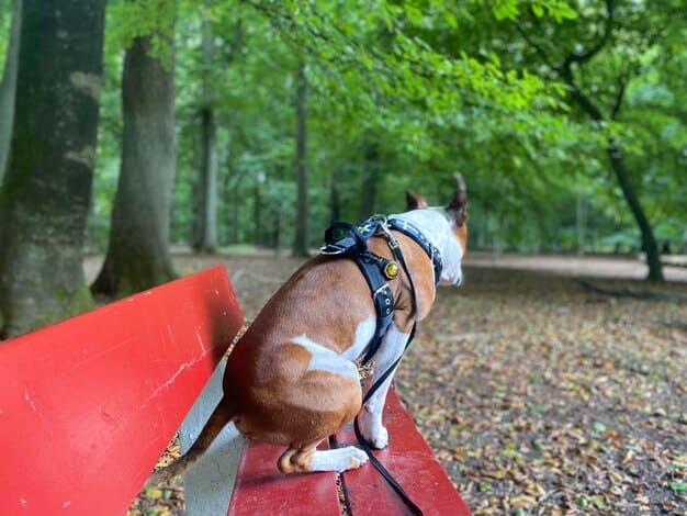 A medium shot of a Pembroke Welsh Corgi sitting alert during an agility course, showing its physical activity skills, surrounded by a blurred park environment.