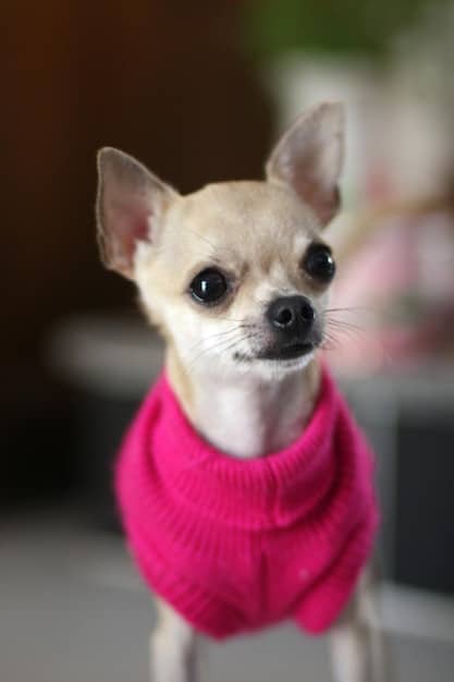 A close-up shot of a Chihuahua wearing a stylish dog sweater, looking directly at the camera with a curious expression. The background is blurred, highlighting the dog's personality.