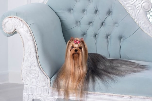 A well-groomed Maltese dog sitting on a white sofa, looking elegant and poised. The setting is a bright, minimalist interior.