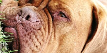 Hound Dog Breeds in the US: Profiles & Scent Tracking Abilities in 2025 - Cover Image
