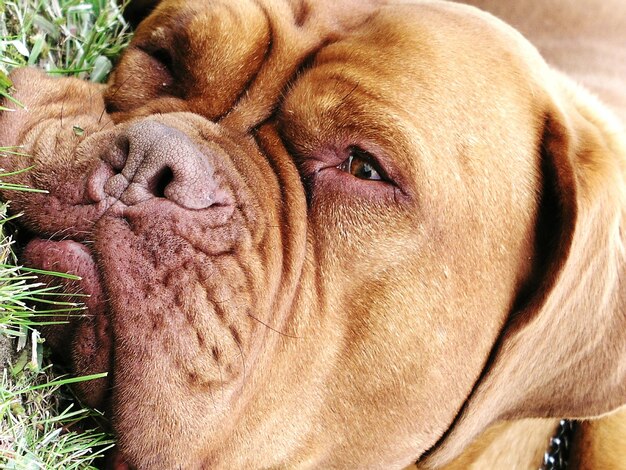 Hound Dog Breeds in the US: Profiles & Scent Tracking Abilities in 2025