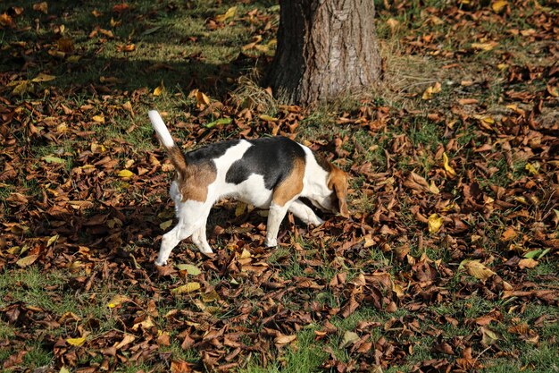 A Beagle puppy sniffing the ground intently, with fallen leaves scattered around its paws in an autumnal setting.