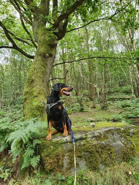 A Black and Tan Coonhound working with a search and rescue team, wearing a harness and focused on finding a missing person in a wooded area.