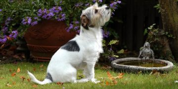 Terrier Dog Breeds: Profiles & Digging Solutions for US Yards in 2025 - Cover Image