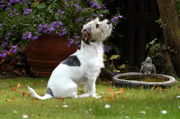 Terrier Dog Breeds: Profiles & Digging Solutions for US Yards in 2025