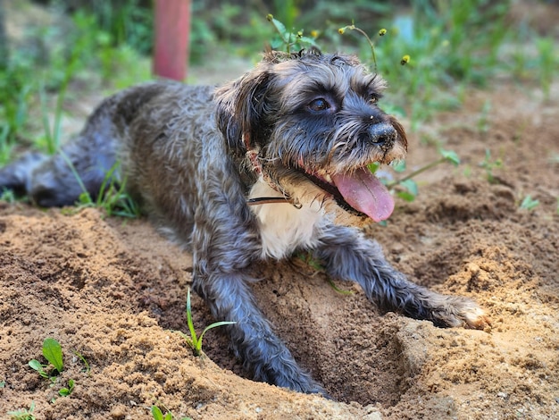A Border Terrier digging furiously in the dirt, with soil flying everywhere. The dog's expression is one of intense focus and determination. The photo captures the raw energy and digging instinct of terrier breeds.