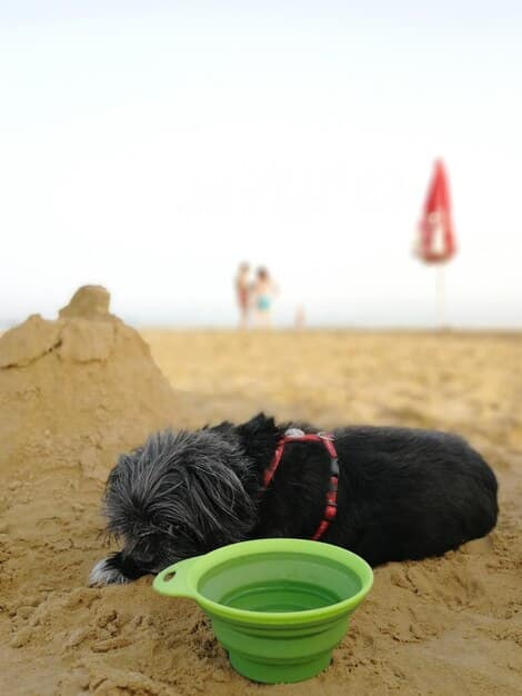 A happy terrier playing in a designated digging pit filled with sand and toys. The dog is partially buried, but its head is visible and it is looking directly at the camera with a playful expression. The background is a well-maintained backyard.