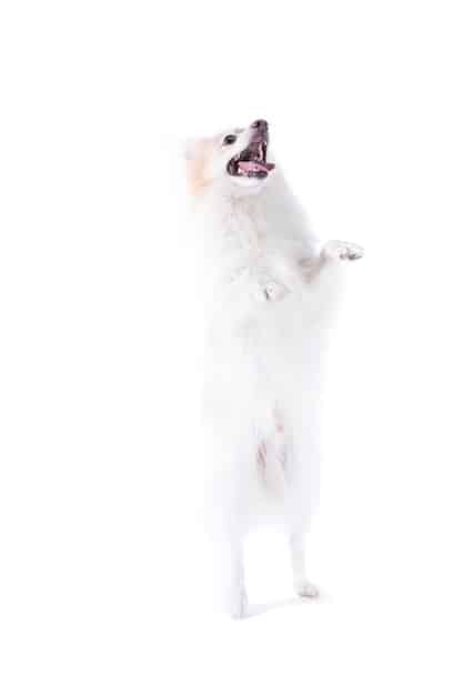 A Bichon Frise is mid-air, playfully catching a treat with a white background.