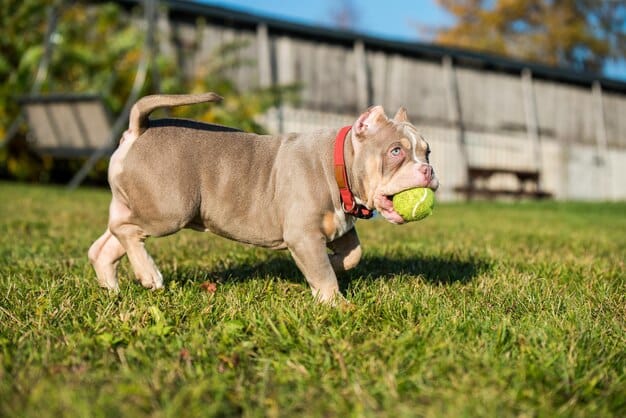 An American Bulldog puppy playing fetch with a tennis ball in the sun.