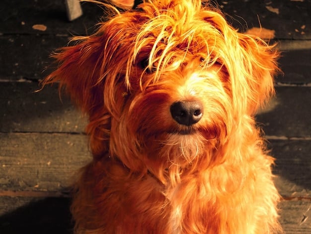 A close-up photo of a Cockapoo with a fluffy, apricot-colored coat, intelligent eyes, and a cheerful expression. The dog is sitting patiently, and the background is softly blurred to emphasize the dog's adorable features.